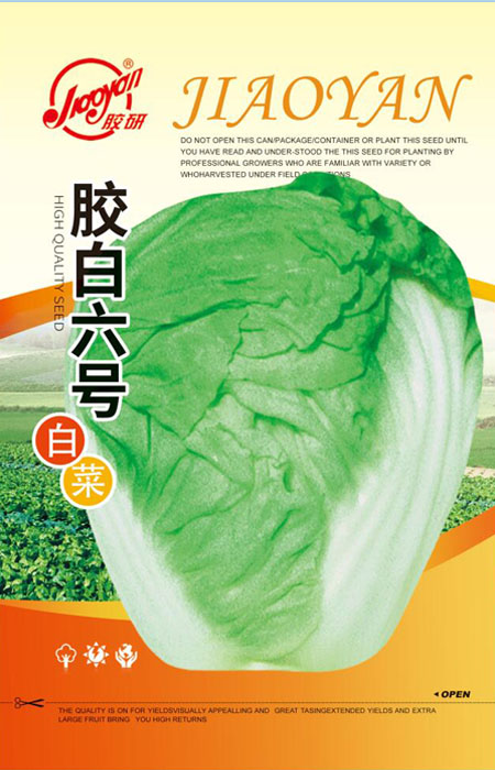 胶研胶白六号——秋播白菜
